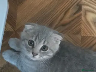 Scottish Fold cats 🥰READY!!!🤩Scottish folded in a beautiful colour - Advert 7