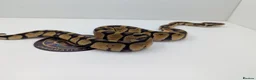 Python Snake reptiles for sale: Royal Python's  - Advert 9