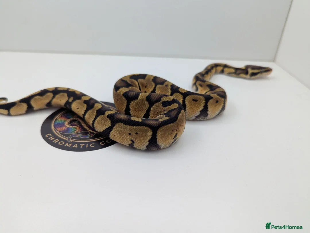 Python Snake reptiles for sale: Royal Python's  - Advert 9