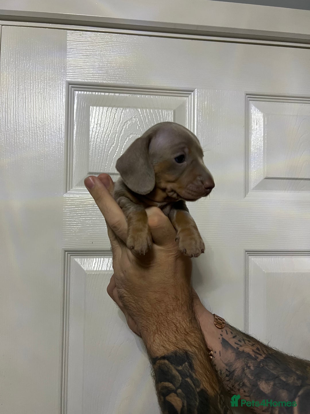 Miniature Dachshund dogs for sale: Isabelle tan dapple miniature dachshund KC reg - Advert 10
