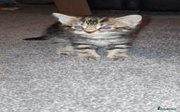 Mixed Breed cats for sale: 3 fluff balls looking for forever homes  - Image 2