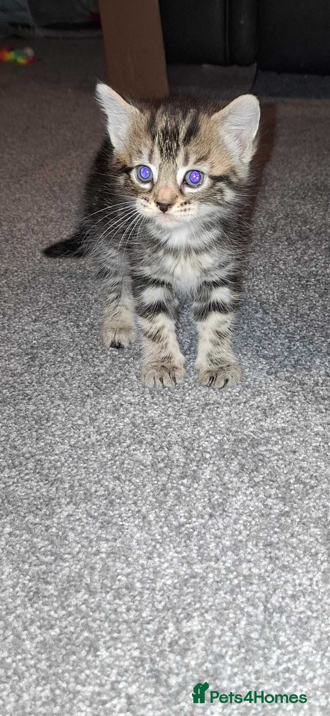 Mixed Breed cats for sale: 3 fluff balls looking for forever homes  - Image 2