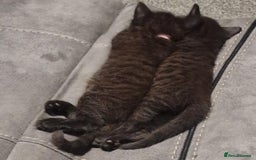 Mixed Breed cats for sale:  ✨ 3 Female Kittens Looking for Forever Homes ✨ - Advert 9