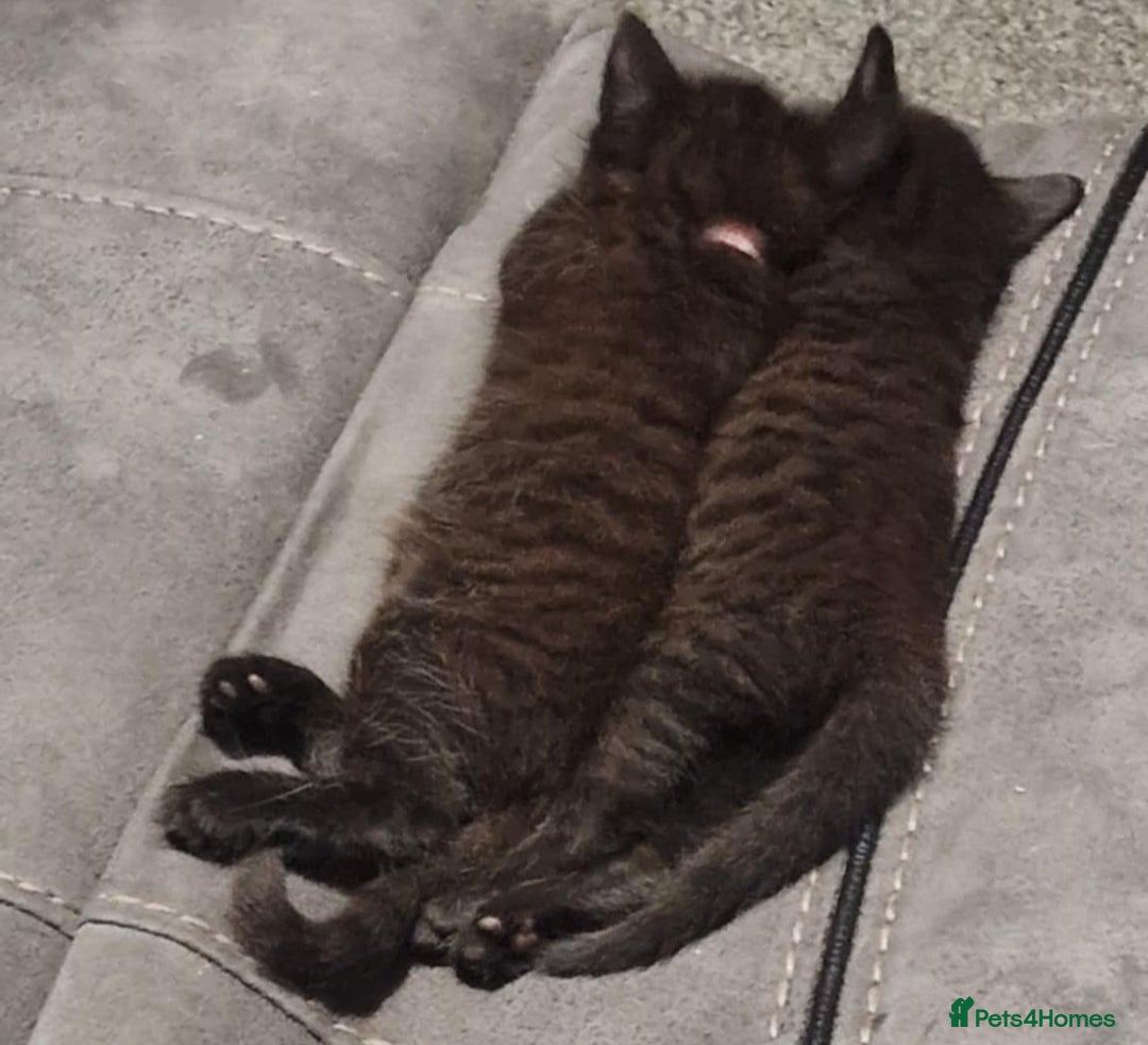 Mixed Breed cats for sale:  ✨ 3 Female Kittens Looking for Forever Homes ✨ - Advert 9