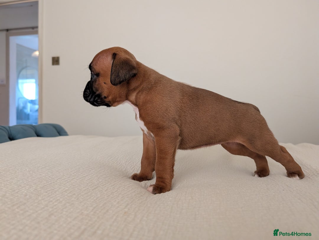 Boxer dogs for sale: Beautiful black mask bobtail/tailed boxer puppies  - Advert 29