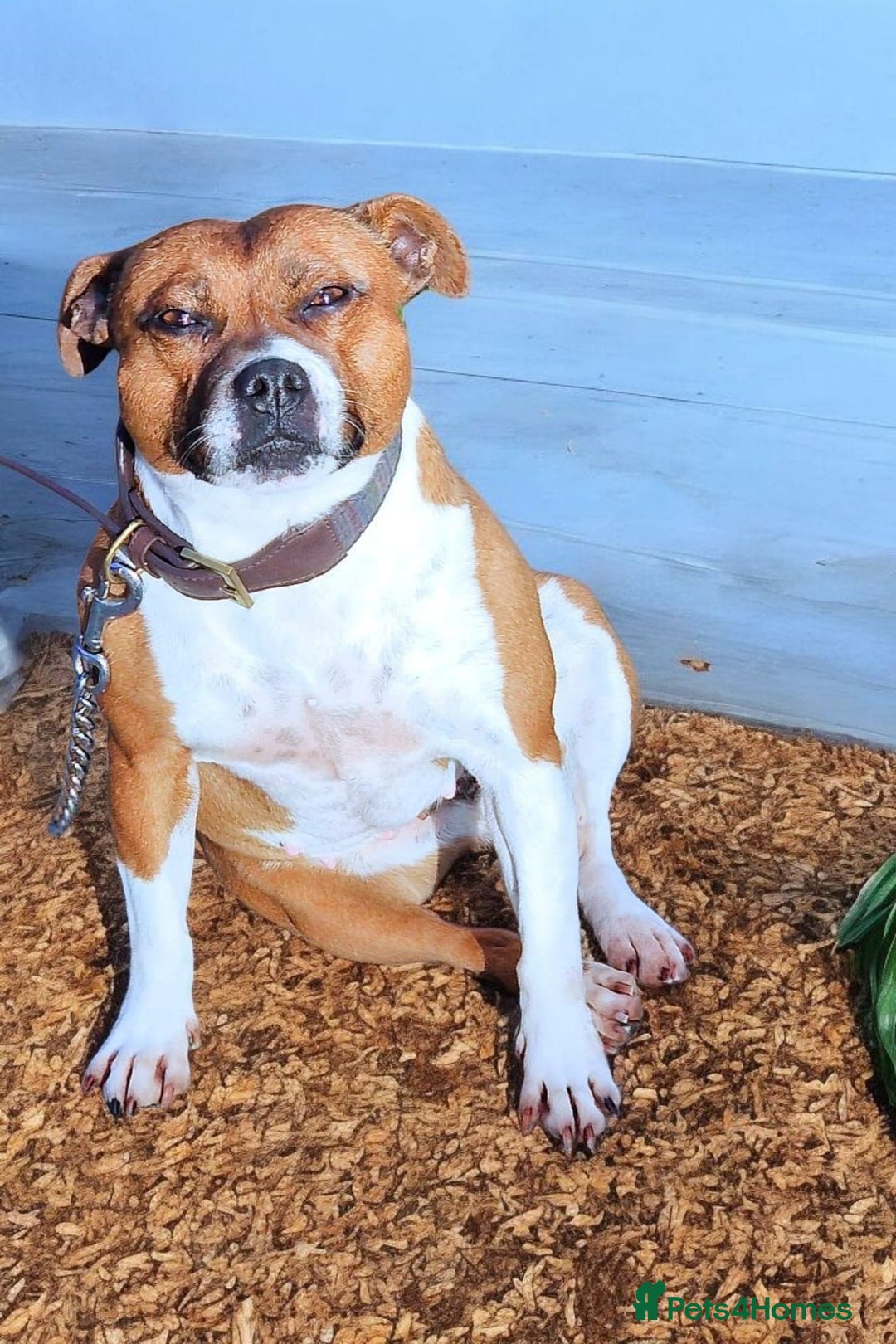 Staffordshire Bull Terrier dogs for sale: RED & WHITE SHORT & STOCKY TYPE PUPS AVAILABLE  - Advert 12