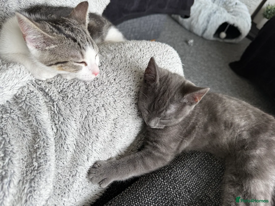 Mixed Breed cats for sale: Two cats looking for their forever home - Advert 2