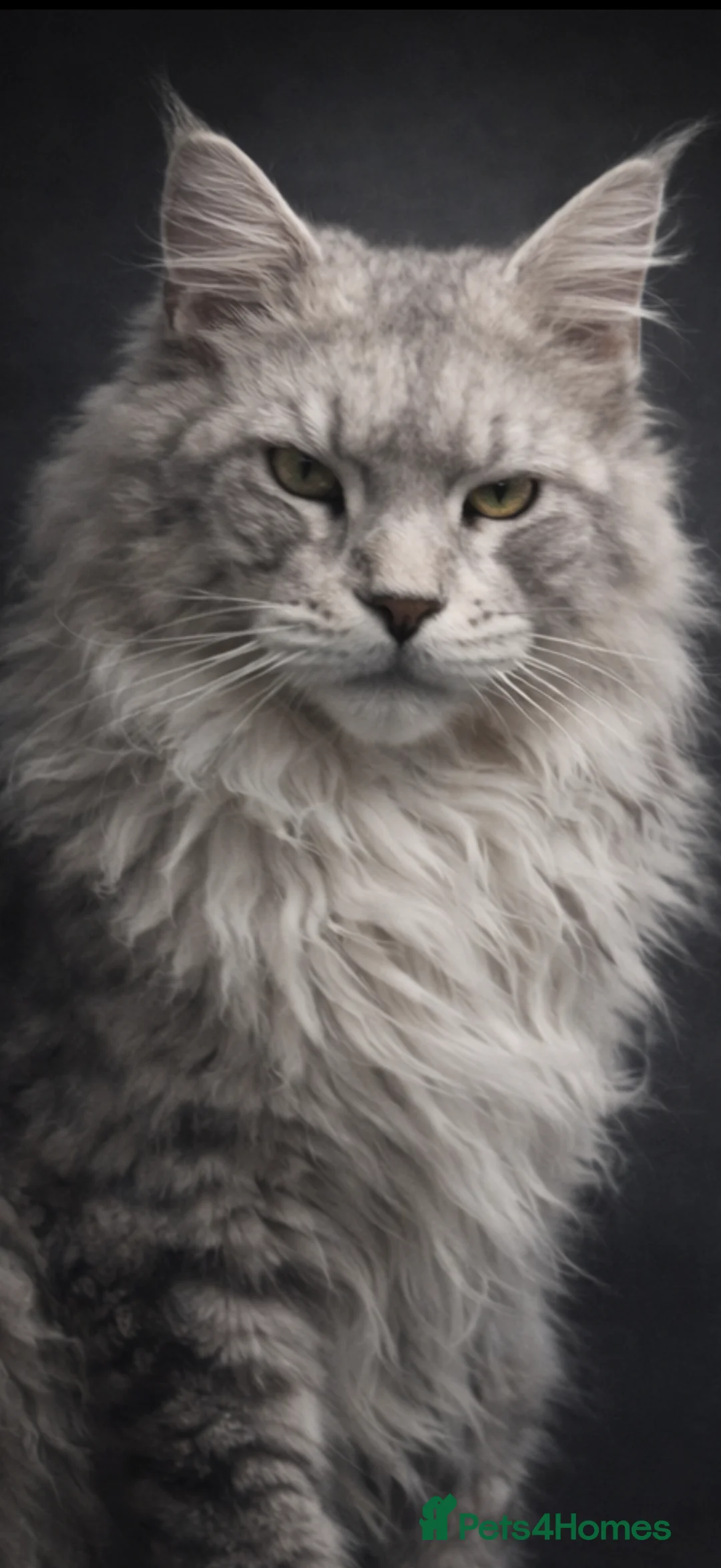 Maine Coon cats for stud: Several stud boys available  - Advert 2