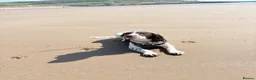 English Springer Spaniel dogs for sale: 9 month springer  - Advert 6