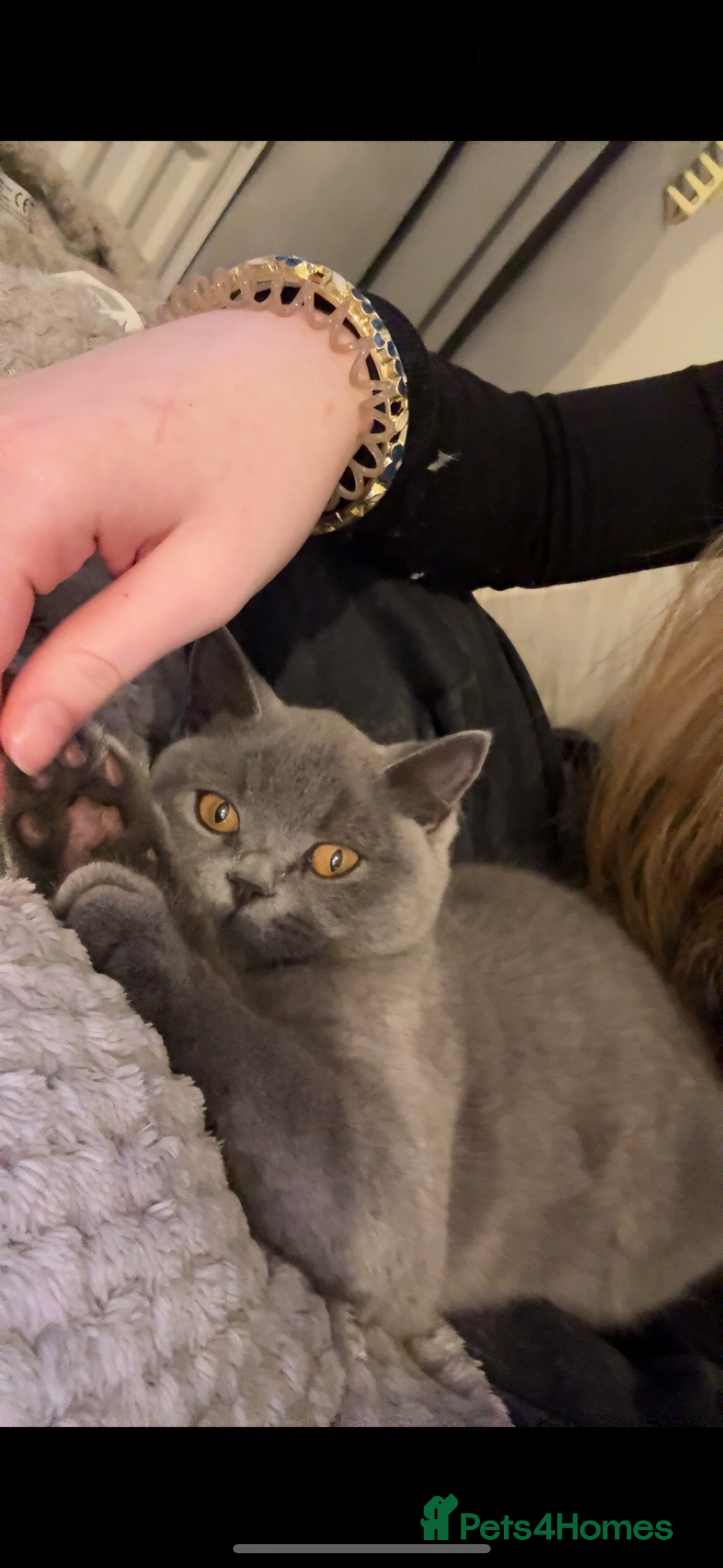 British Shorthair cats for sale: Meet stitch!  - Image 5