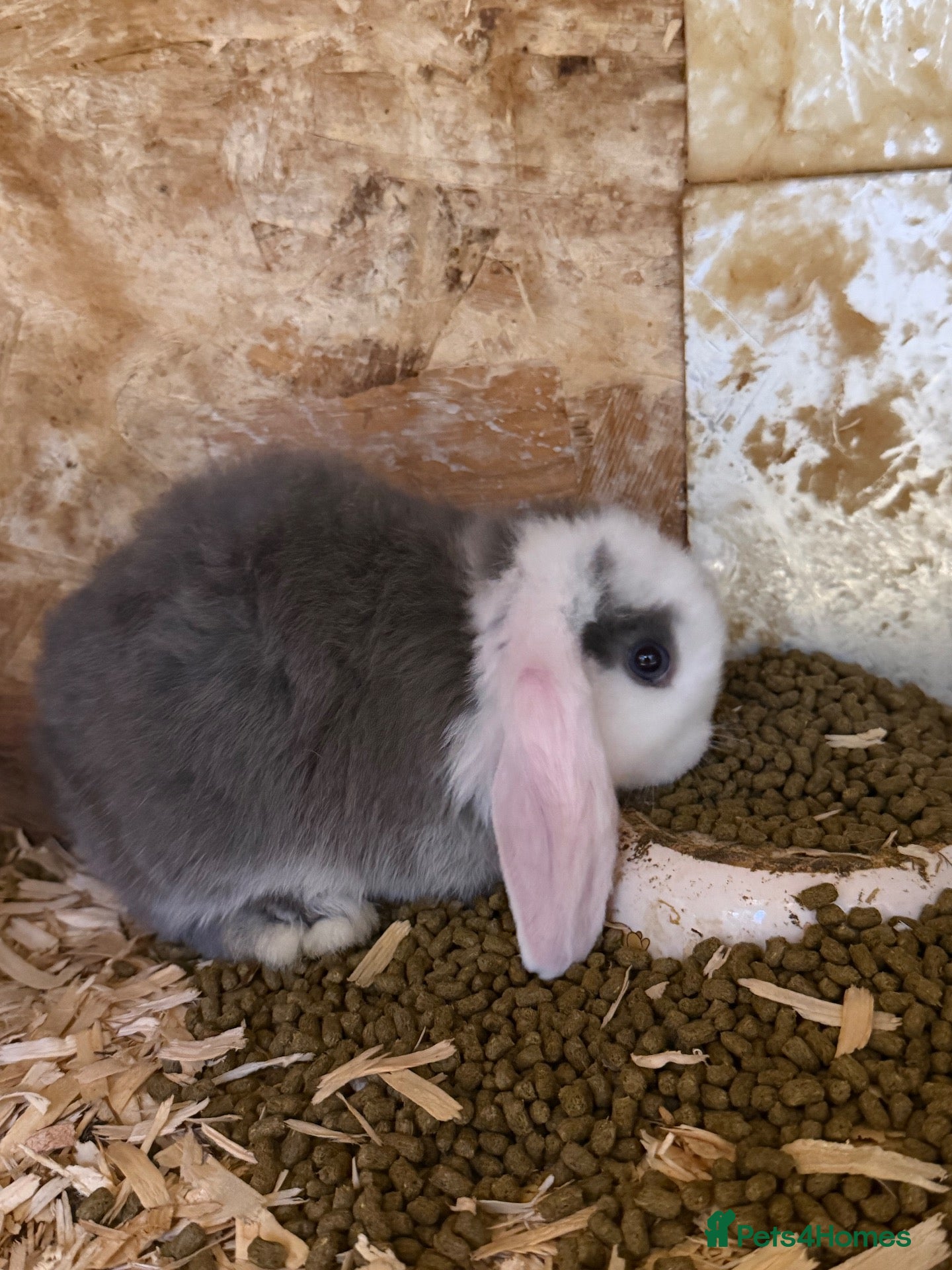 Mini Lop rabbits for sale: 8week old Mini lops Ready to leave - Advert 1