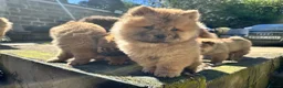 Chow Chow dogs for sale: Chow chow  - Advert 5