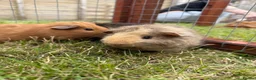 Guinea Pig rodents for sale: Gorgeous baby girls!  - Advert 8