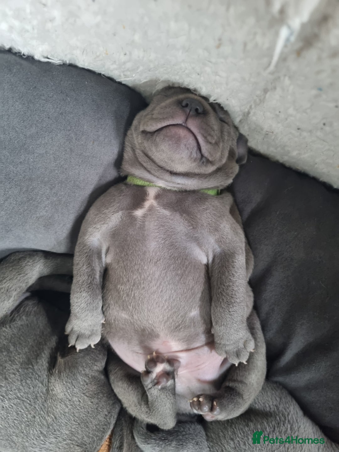 Staffordshire Bull Terrier dogs for sale: Staffordshire Bull Terrier Puppies- Ready Soon! - Image 15