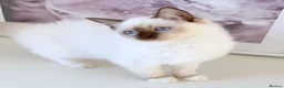 Ragdoll cats for sale: INDOOR GCCF REG CHOCOLATE LILAC RAGDOLL KITTENS - Advert 37