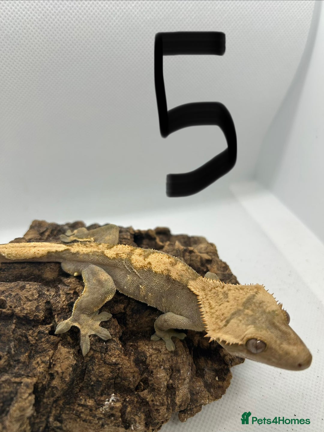 Gecko reptiles for sale: Crested geckos - Advert 9