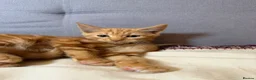 Mixed Breed cats for sale: Beautiful Kittens - Ready for their forever home - Advert 3