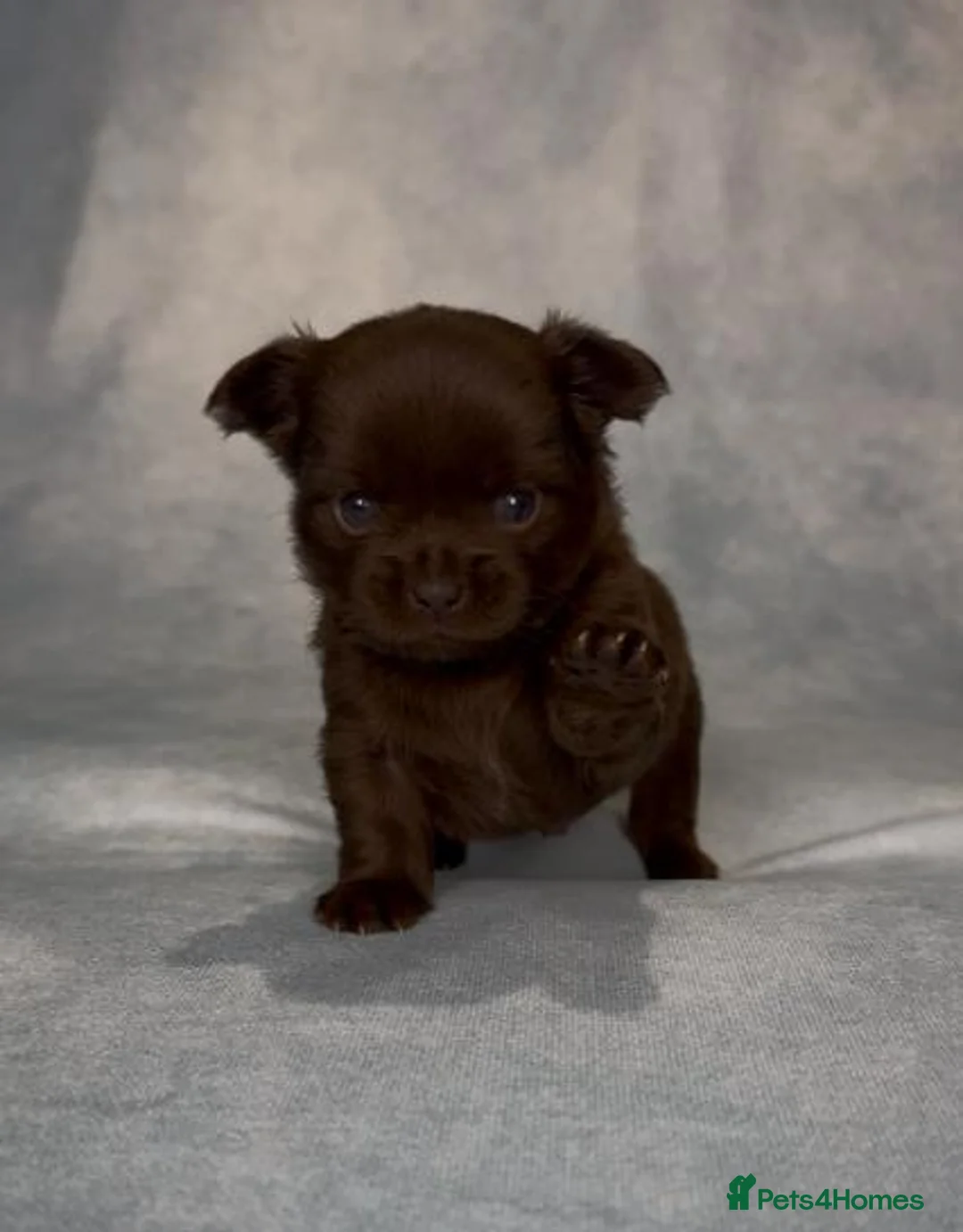 Chihuahua dogs for sale: Longhaired Chihuahua puppies seeking loving homes in Coventry - Advert 4