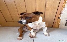 Staffordshire Bull Terrier dogs for sale: Staffordshire Bull Terrier  - Image 3