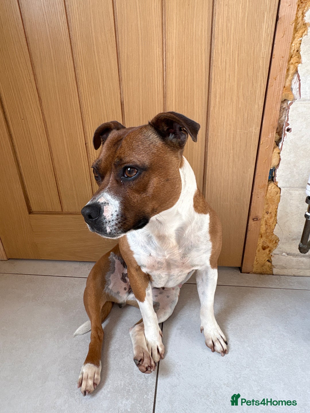 Staffordshire Bull Terrier dogs for sale: Staffordshire Bull Terrier  - Image 3