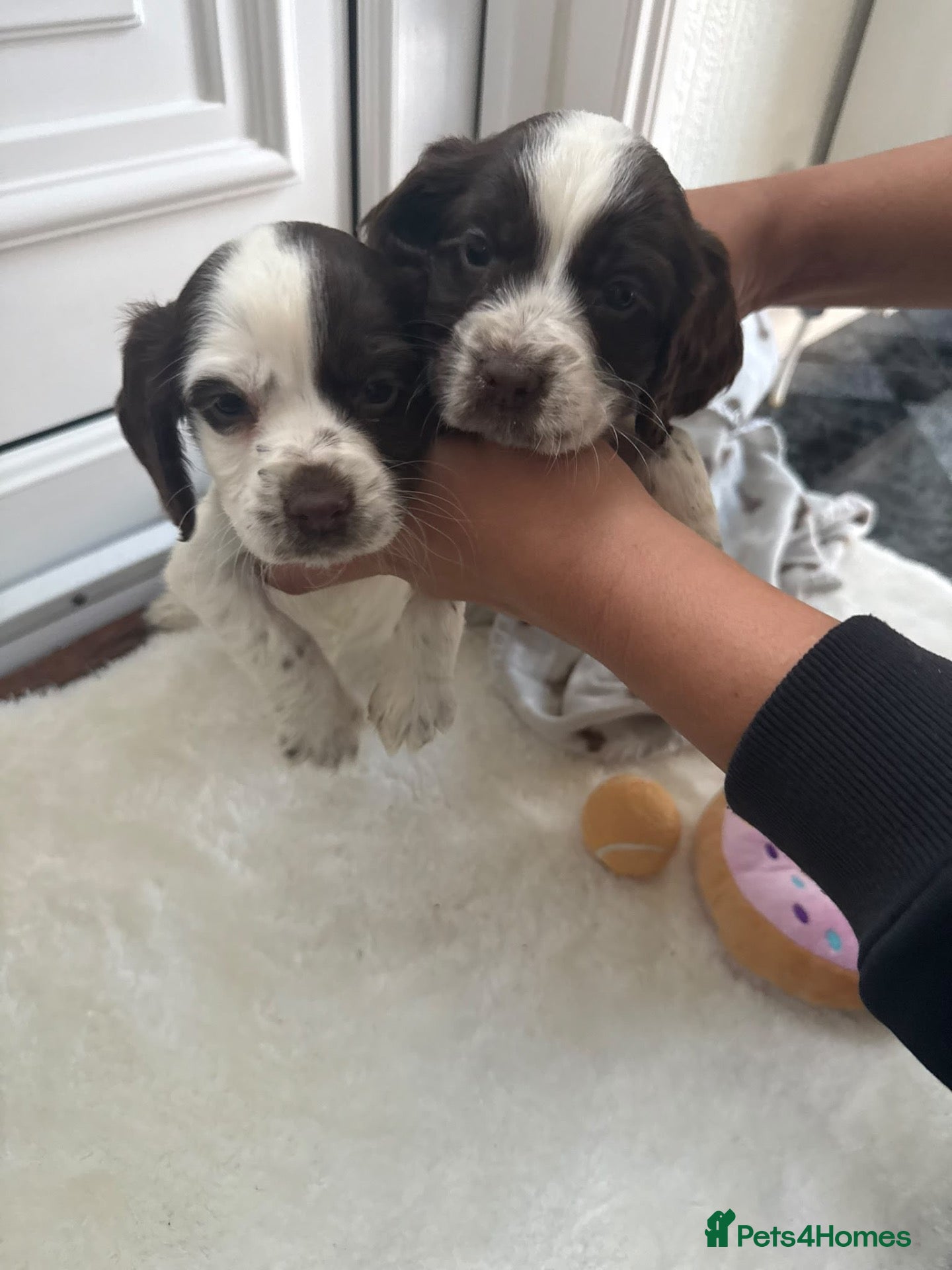 Cocker Spaniel dogs for sale: Worker Cocker Spaniel Puppies  - Advert 1