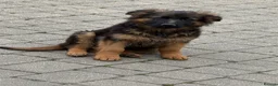 German Shepherd dogs for sale: PGS long coat puppy ready to move at a new home - Advert 4