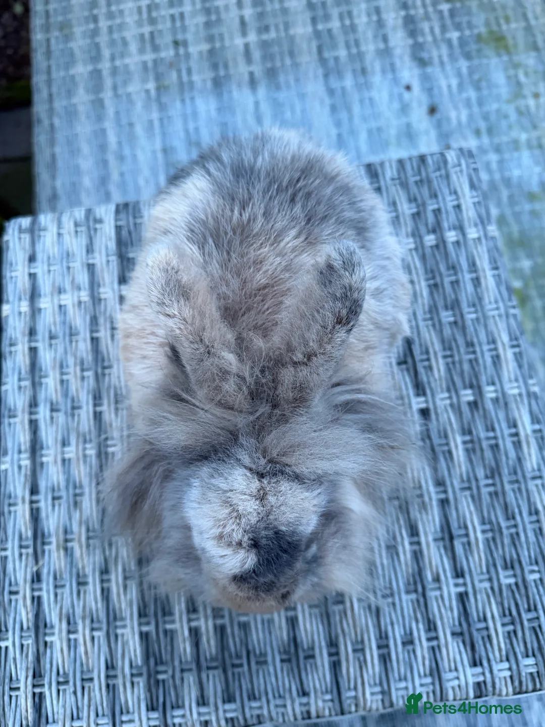 Lionhead rabbits for sale: Gorgeous female lionhead  - Advert 5
