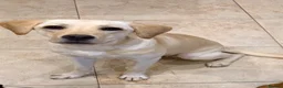 Labrador Retriever dogs for sale: Female Yellow Labrador - Advert 2