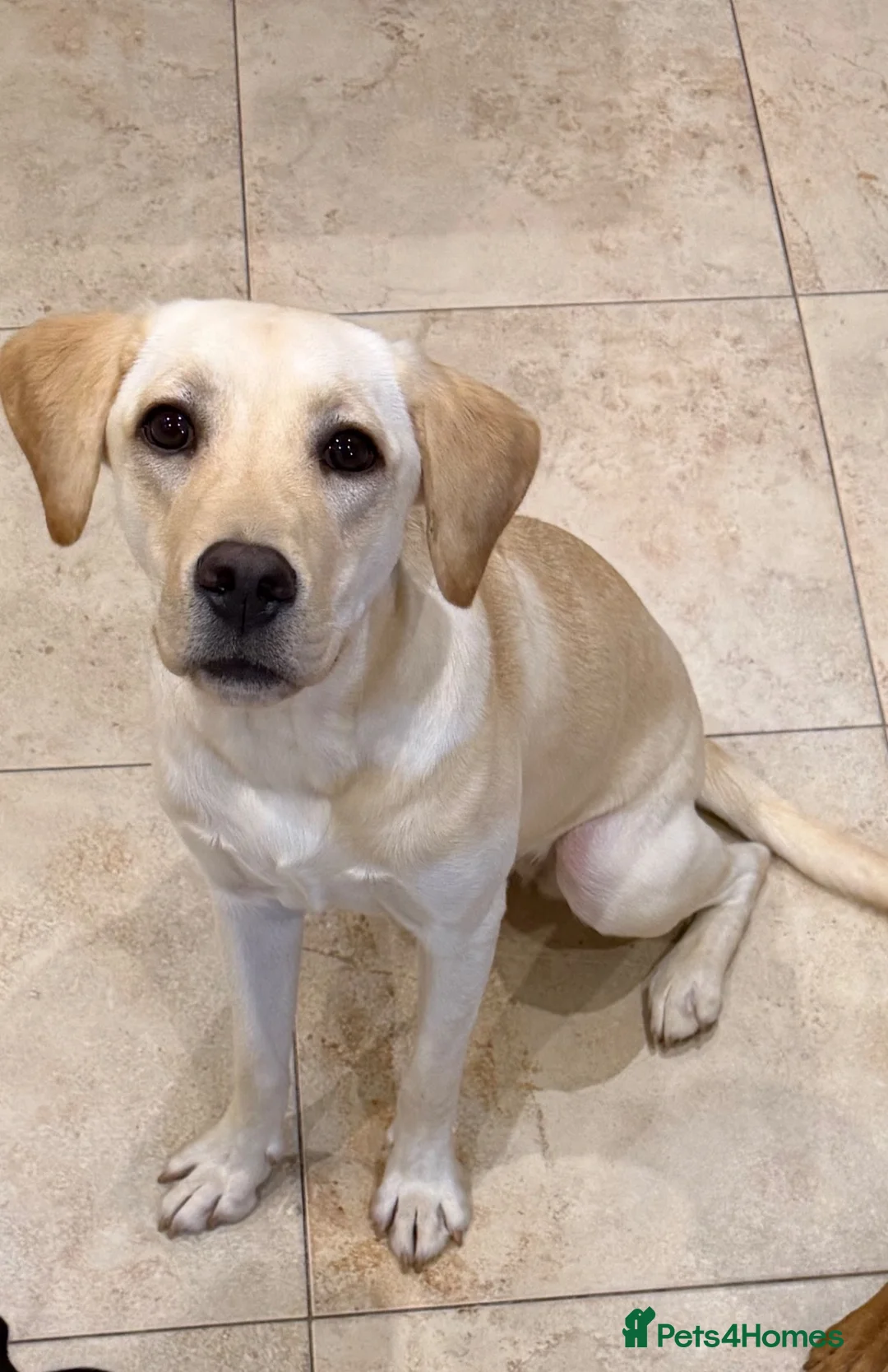 Labrador Retriever dogs for sale: Female Yellow Labrador - Advert 2
