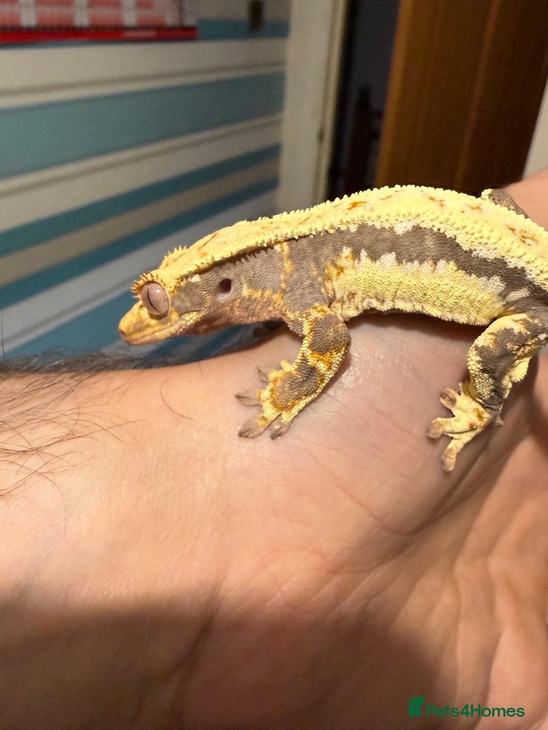 Gecko reptiles for sale: Lilywhite Crested Geckos  - Image 17