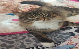 Ragdoll cats for sale: Ragdoll mixed kitten - Image 7