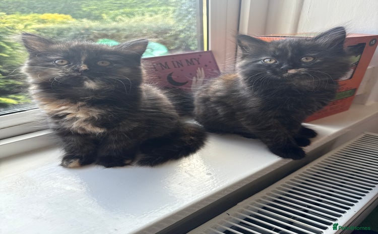 Persian cats - Advert 15