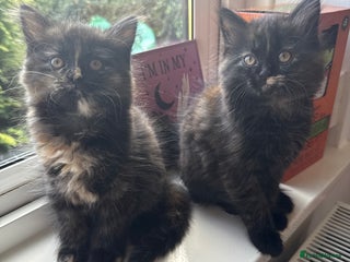 Persian cats - Advert 6