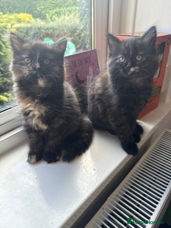 Persian cats - Advert 6