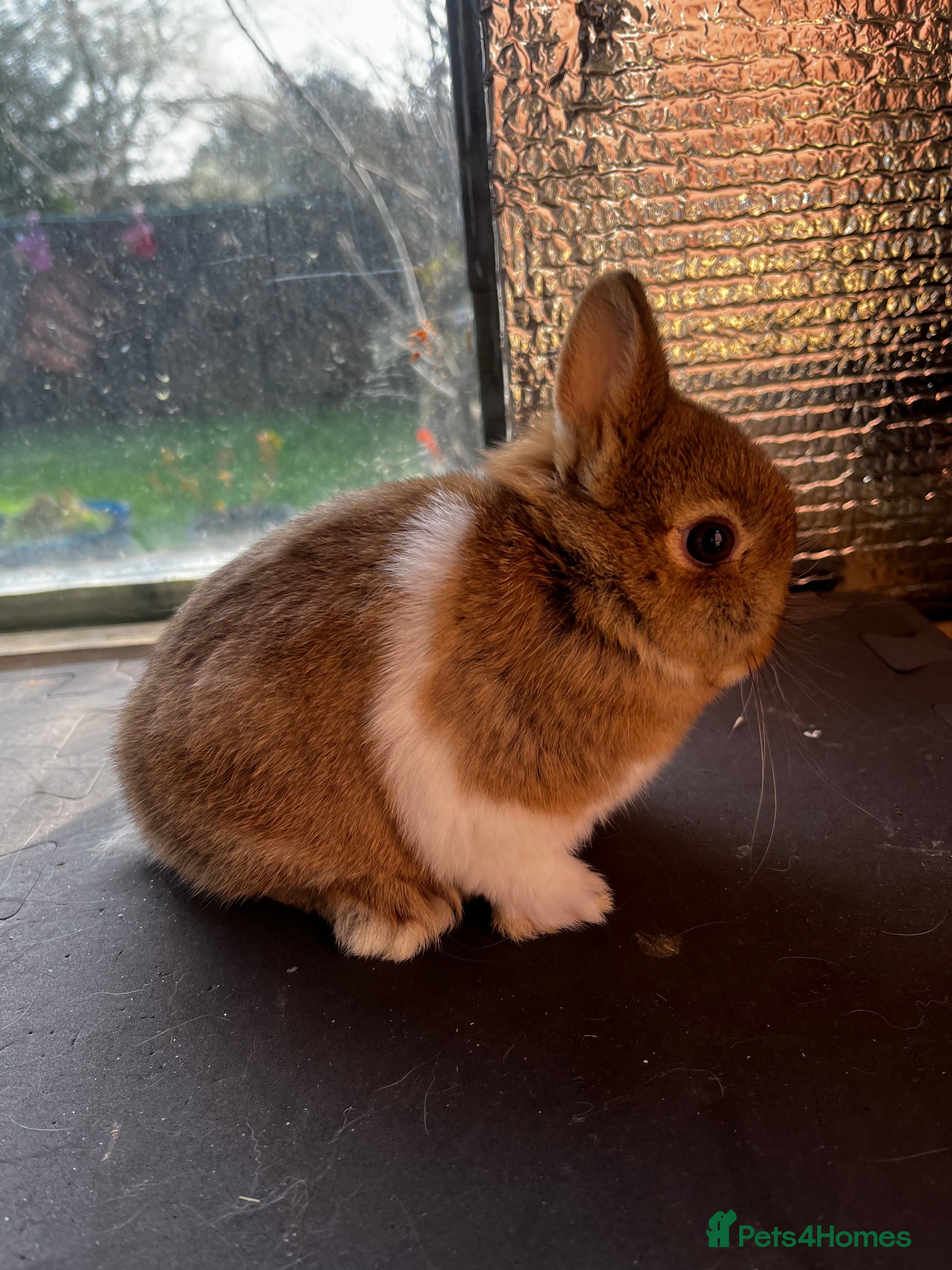Netherland Dwarf rabbits Two female netherland dwarfs for sale - Advert 1