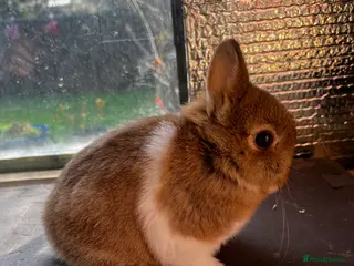 Netherland Dwarf rabbits Two female netherland dwarfs for sale - Advert 1
