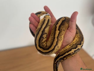 Python Snake reptiles - Advert 1