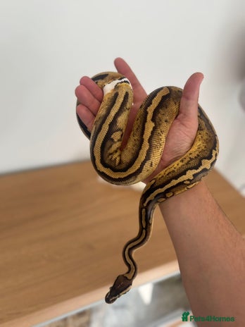 Python Snake reptiles - Advert 1