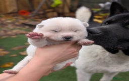 Akita dogs for sale: Akita Puppies - Advert 8