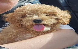 Maltipoo dogs for sale: Gorgeous 3 month old Maltipoo boy 🐶🥰 - Image 2