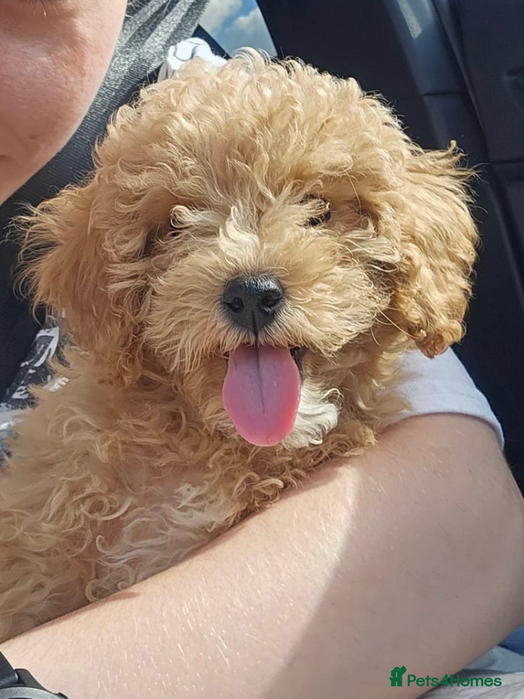 Maltipoo dogs for sale: Gorgeous 3 month old Maltipoo boy 🐶🥰 - Image 2