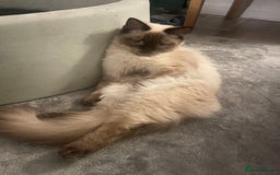 Maine Coon cats for sale: Maine coon mix - Image 9