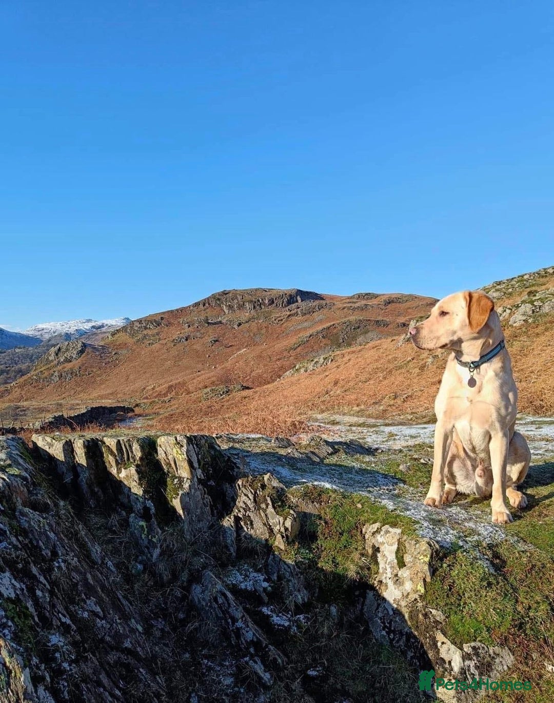 Labrador Retriever dogs for stud: Miles (Labrador retriever for Stud) - Advert 4