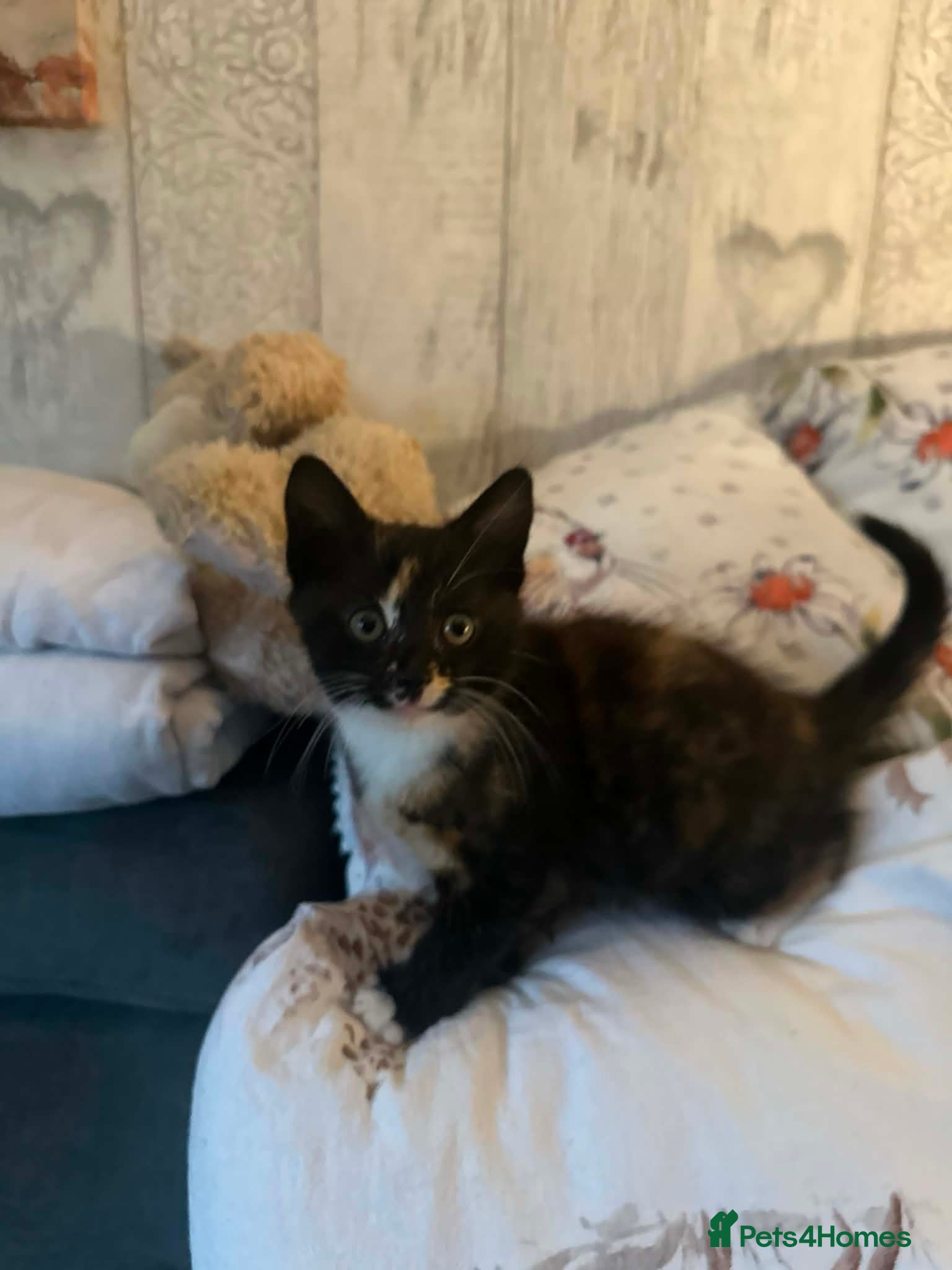 Mixed Breed cats 2 beautiful kittens for sale  - Advert 9