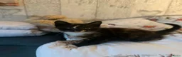 Mixed Breed cats for sale: 2 beautiful kittens for sale  - Advert 1