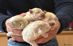 Bichon Frise dogs for sale: Bichon puppies for sale - Advert 5