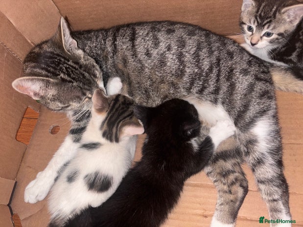 Mixed Breed cats - Advert 4