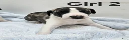Whippet dogs for sale: KC Registered Whippet puppies - Advert 8