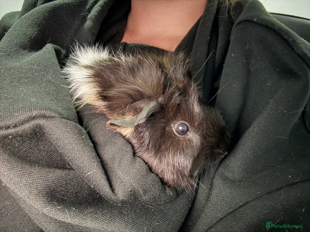 Guinea Pig rodents for sale: 2 male piggy’s in need of a loving home.  - Image 1