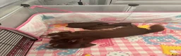 Chihuahua dogs for sale: 🤎 Exotic KC LC chocolate chihuahuas 🤎 - Advert 10